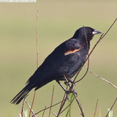Red-winged Blackbird 7713