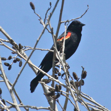 Red-winged Blackbird 0626