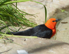 Scarlet-headed Blackbird 7082