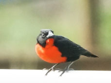 Red-breasted Blackbird male-604