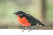 Red-breasted Blackbird male-609