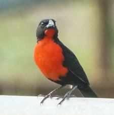 Red-breasted Blackbird male-614