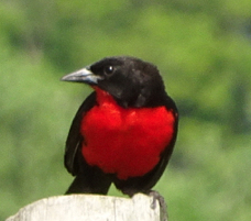 Red-breasted Blackbird-155