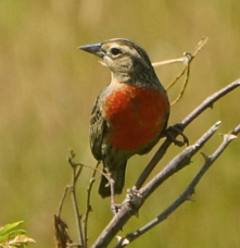 Red-breasted Blackbird juvenile-721