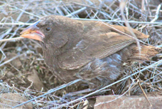 Large Ground Finch 2518