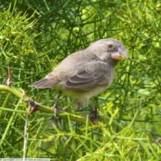 Large Ground Finch 8630