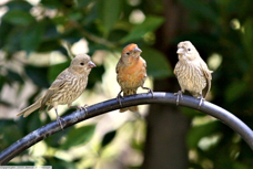 House Finches 0761B