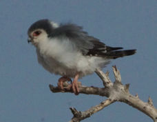 Falcon Pygmy 5215