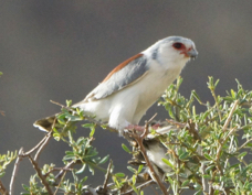 Falcon Pygmy female 0190