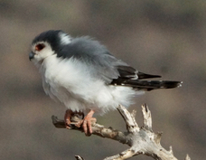 Falcon Pygmy male 45219