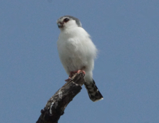 Falcon Pygmy 47923