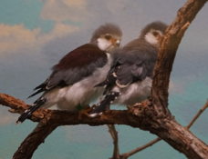 Pgymy Falcons-36