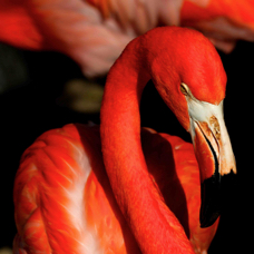 Caribbean Flamingo 0147