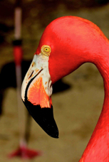 Caribbean Flamingo 0158