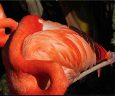 Caribbean Flamingo 0138
