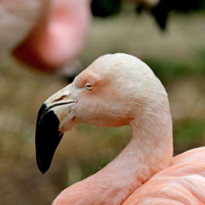 Chilean Flamingo 7660