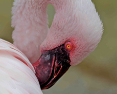 Lesser Flamingo 8860