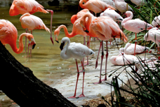 Lesser Flamingo 8825