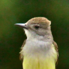 Ash-throated Flycatcher 8638