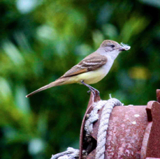 Ash-throated Flycatcher 8672