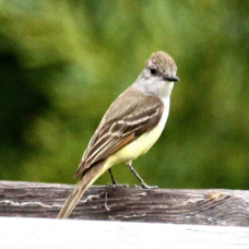 Ash-throated Flycatcher 8618