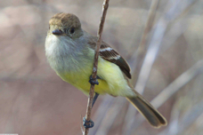 Galapagos Flycatcher 6539