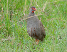 Spurfowl Red-necked 9267