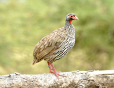 Spurfowl Red-necked 6954