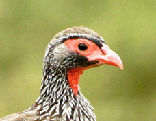Spurfowl Red-necked 6957