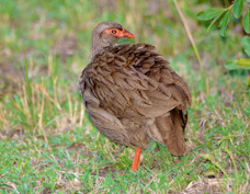 Francolin Red-necked 9559