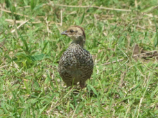 Francolin Red-necked baby 0058