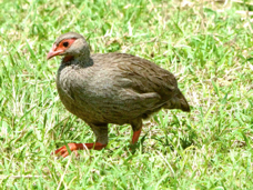 Francolin Red-necked 0052