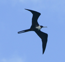 Frigatebird female-68