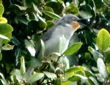 Apalis Chestnut-throated 5948