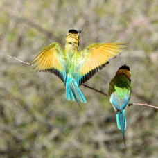 Bee-eater White-throated 1901