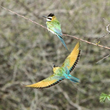 Bee-eater White-throated 1900