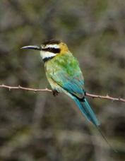Bee-eater White-throated 1913