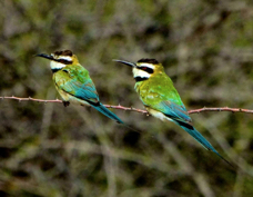 Bee-eater White-throated 1919