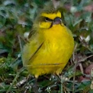 Canary Yellow-fronted 192