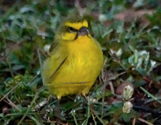 Canary Yellow-fronted 9575