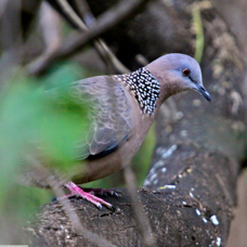 Spotted Dove 4947