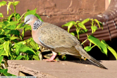 Spotted Dove 2693