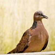 Spotted Dove 3752