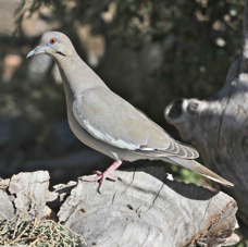 White-winged Dove 0182