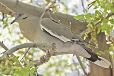 White-winged Dove 6449