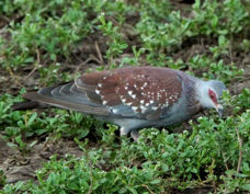 Pigeon Speckled 7575