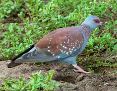 Pigeon Speckled 7573