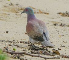 Pale Vented Pigeon-39