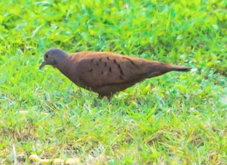 Ruddy Ground Dove male-7