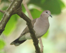 White-tipped Dove 1588